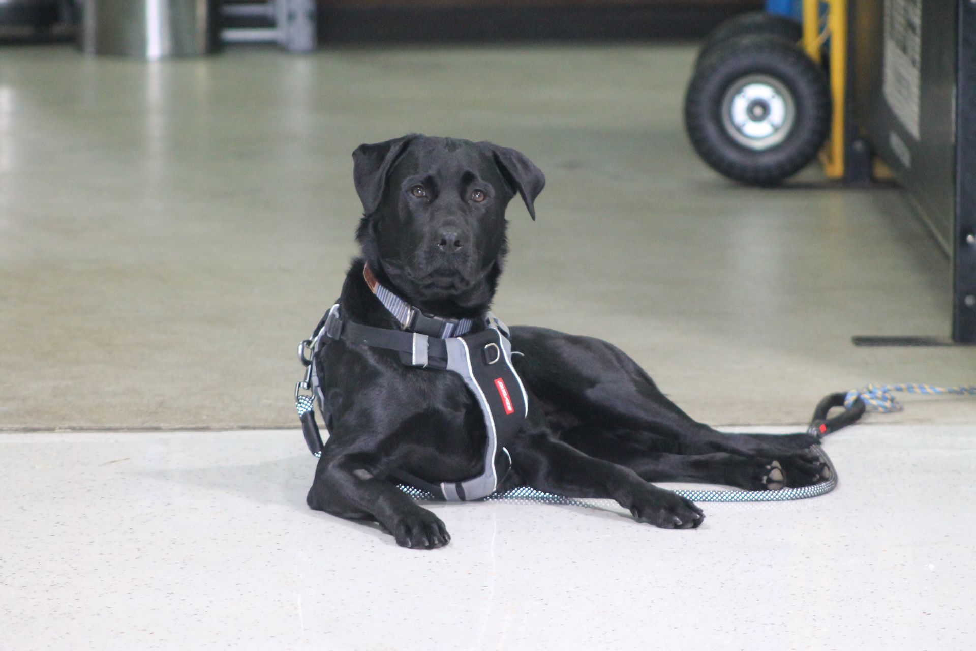 A black dog is laying on the floor wearing a harness and leash.