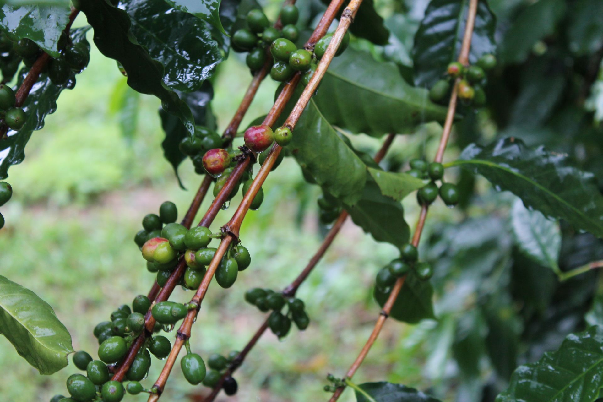 A bunch of green coffee beans growing on a tree