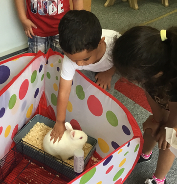 Kid Petting a Rabbit — Parsippany, NJ — Carousel Of Learning, Early Learning Center & Child Care