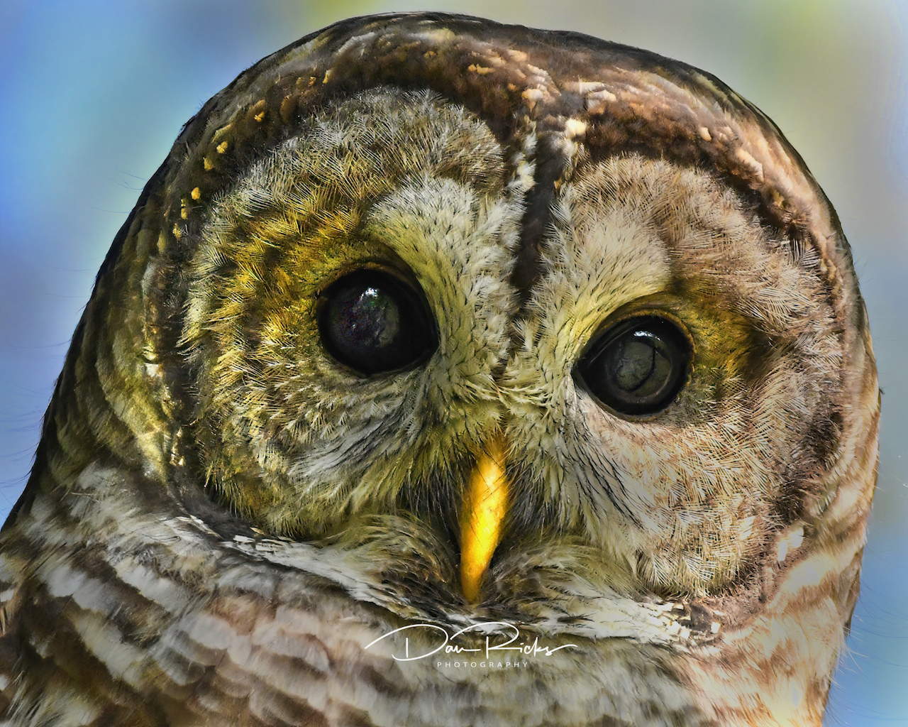 A close up of an owl 's face with a yellow beak