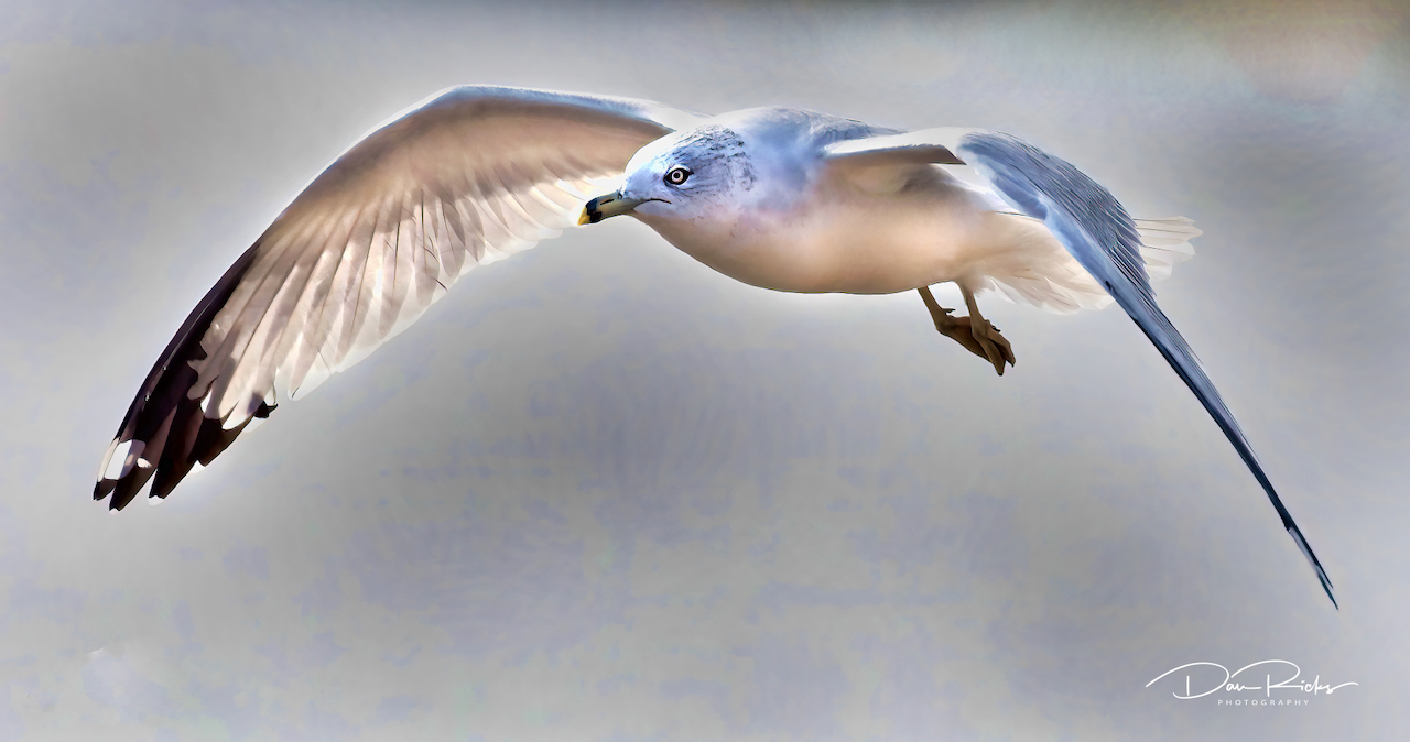 A seagull is flying through the air with its wings spread.