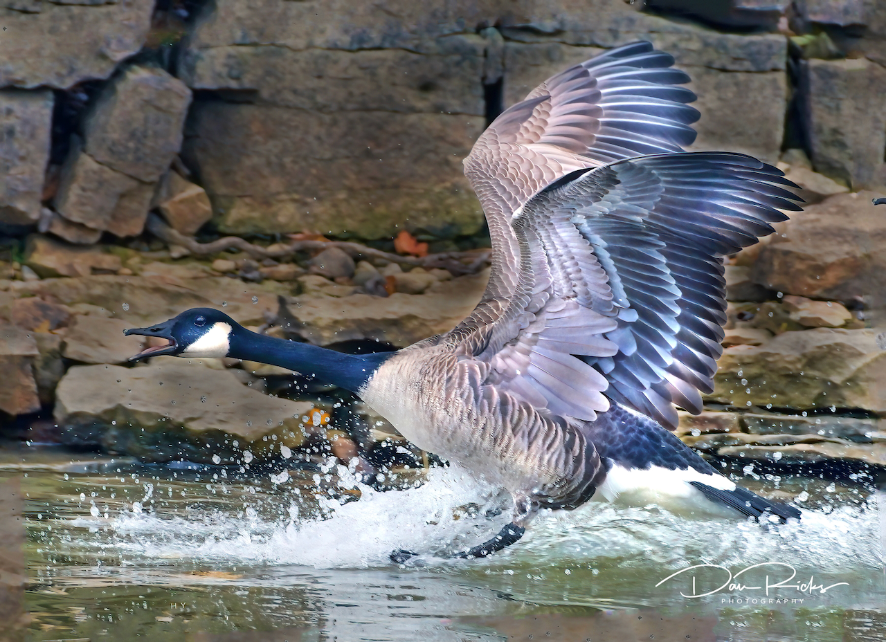 A goose is flying over a body of water