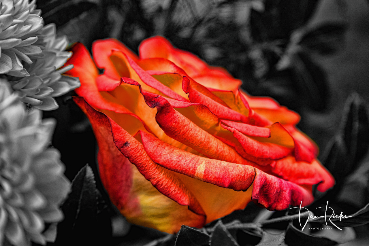 A close up of a red and yellow rose in a black and white photo.