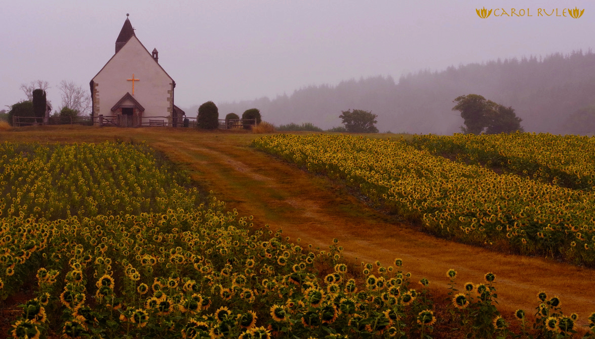 A small white church is in the middle of a field of sunflowers.