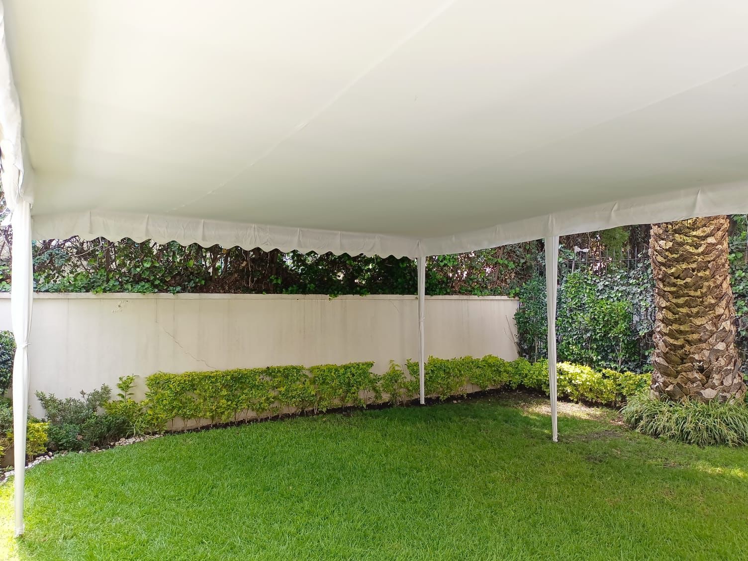 Un dosel blanco sobre un patio trasero cubierto de césped, setos contra una pared y una palmera.
