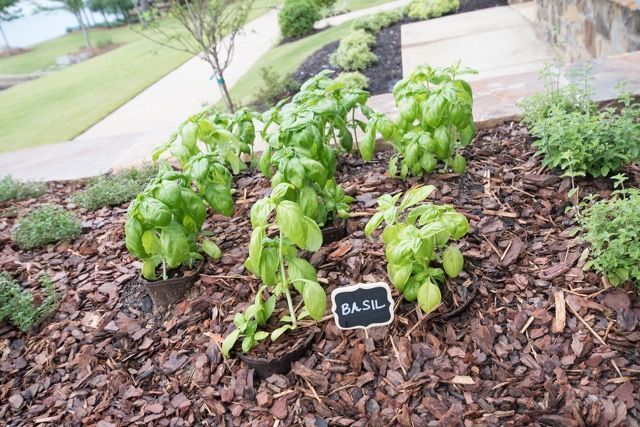 Basil plants in a mulched garden bed with a handwritten 