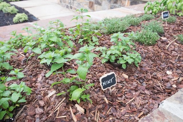 Herb garden with mint and thyme in a mulched bed, labeled with small chalkboards, near a stone walkway.