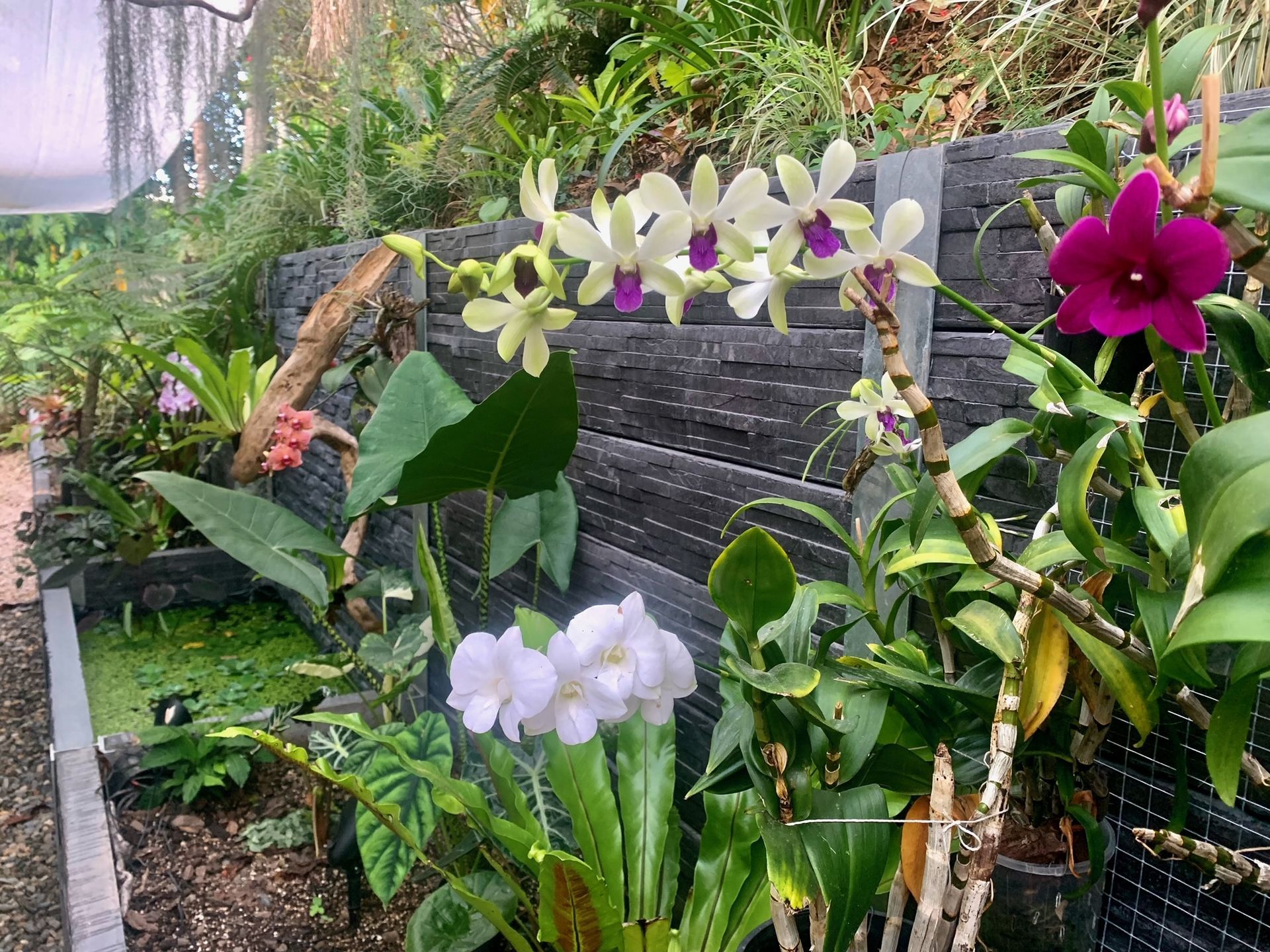 Tropical garden with blooming orchids in white, yellow, and magenta against a stone wall