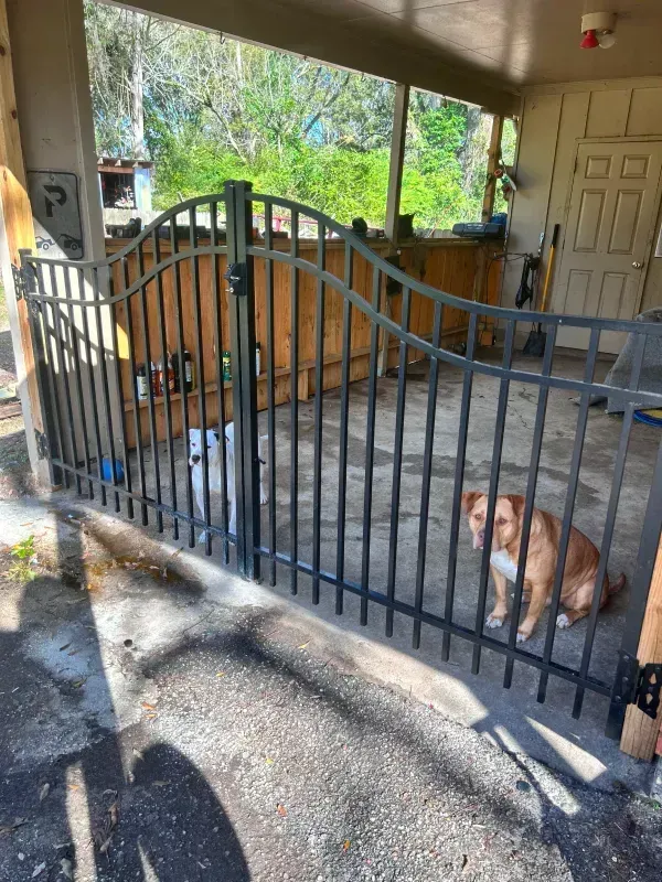 A dog is sitting in front of a wrought iron gate.