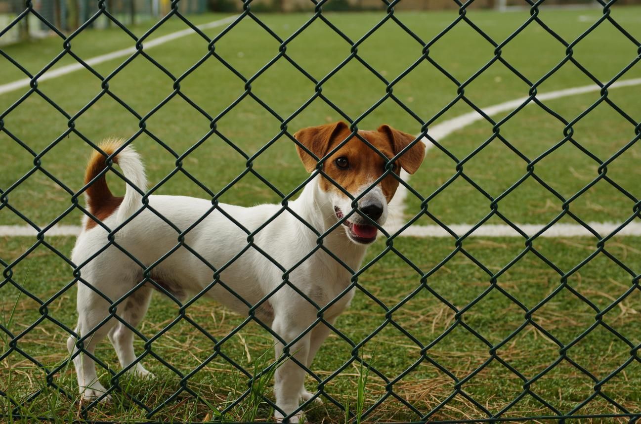 A brown and white dog behind a chain link fence.