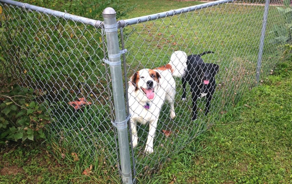 Two dogs are standing next to a chain link fence.