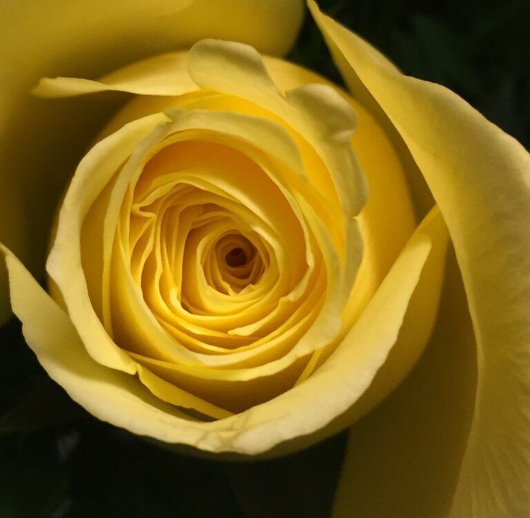 Let It Unfold by Beth Rutt