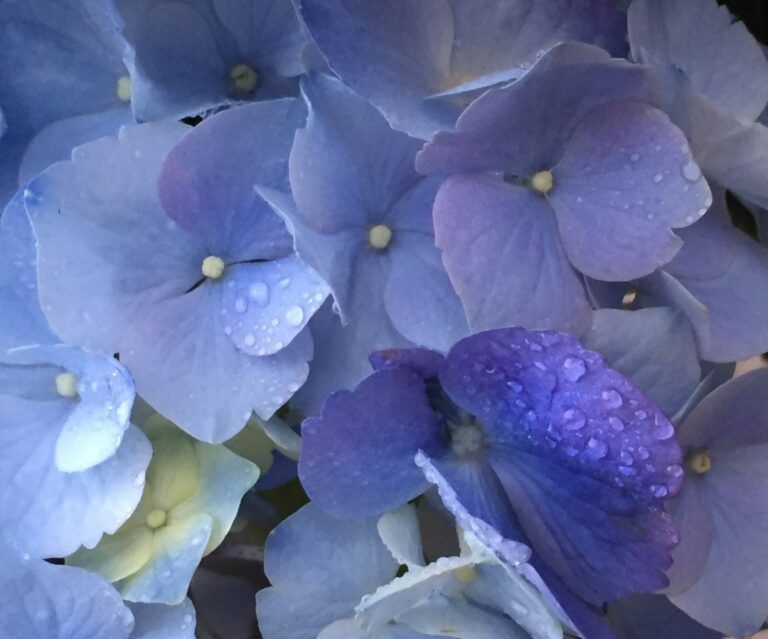 Blue Dew by Beth Rutt