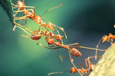 Ants - Pest Control Company in Salt Lake City, UT