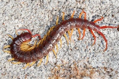 Centipedes - Pest Control Company in Salt Lake City, UT