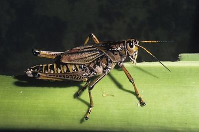 Grasshoppers - Pest Control Company in Salt Lake City, UT