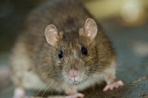Rats - Pest Control Company in Salt Lake City, UT