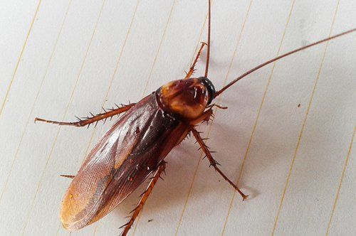 Roaches - Pest Control Company in Salt Lake City, UT