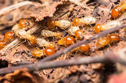 Termites - Pest Control Company in Salt Lake City, UT