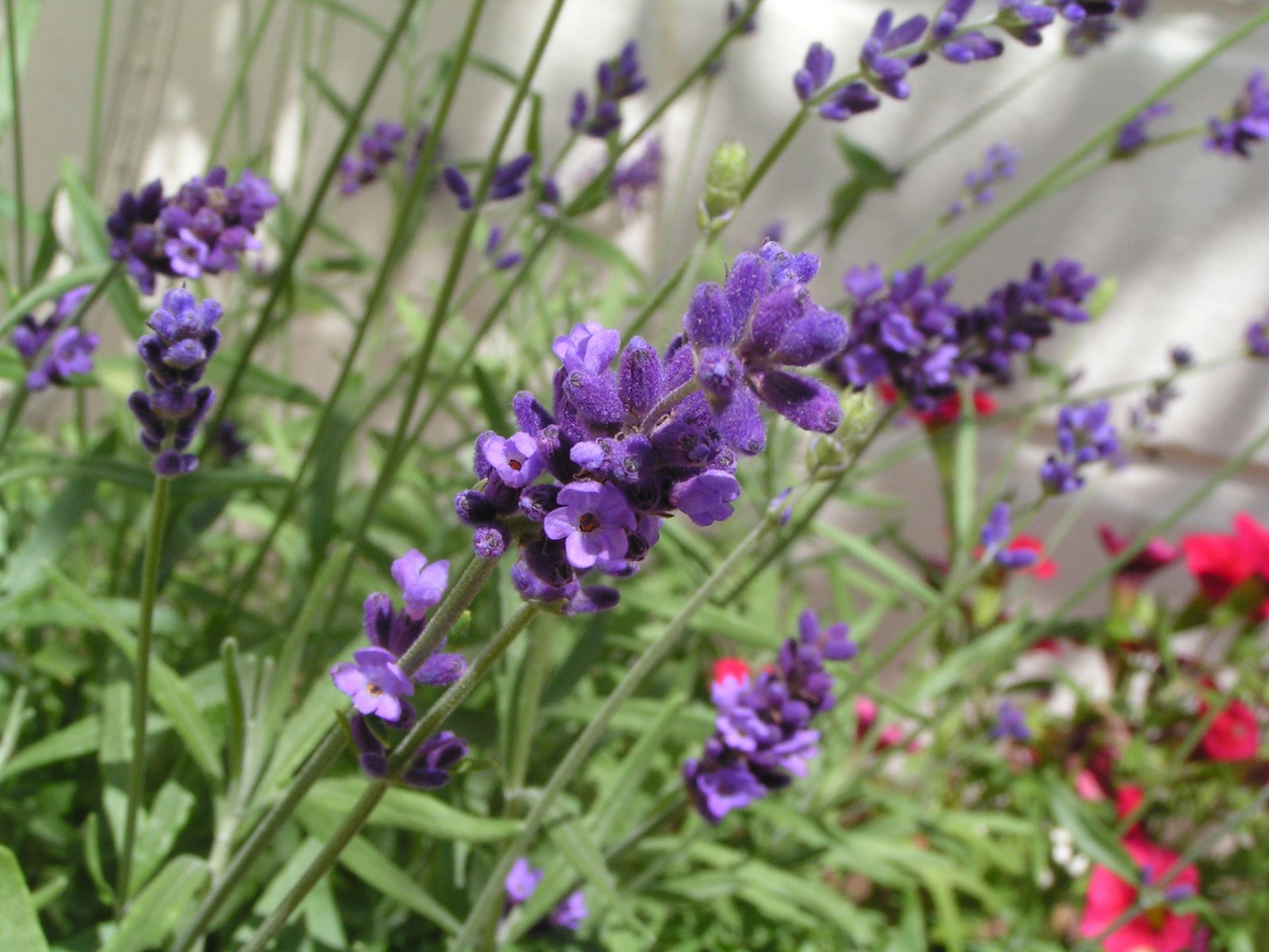 Ein Strauß lila Blumen wächst in einem Garten