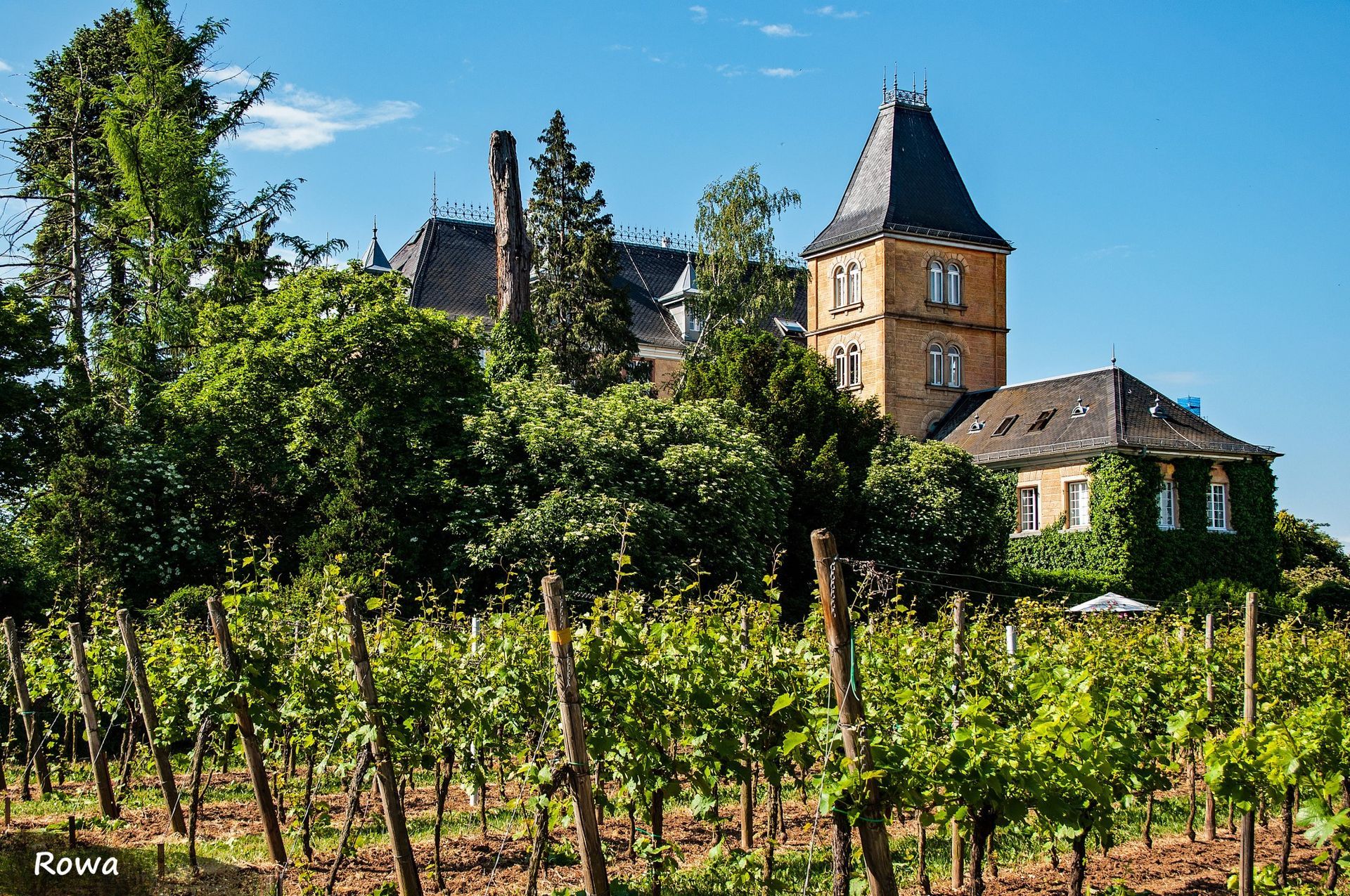 Auf einem Hügel steht eine Burg, umgeben von Bäumen und Weinreben.
