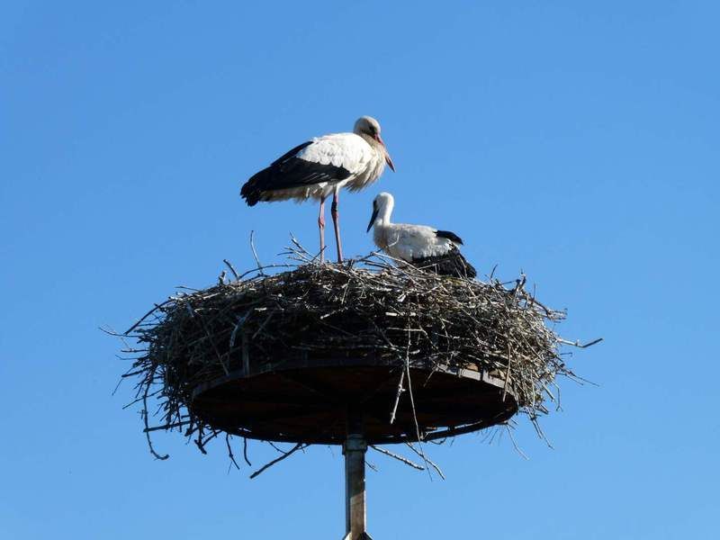Zwei Störche sitzen in einem Nest auf einer Stange