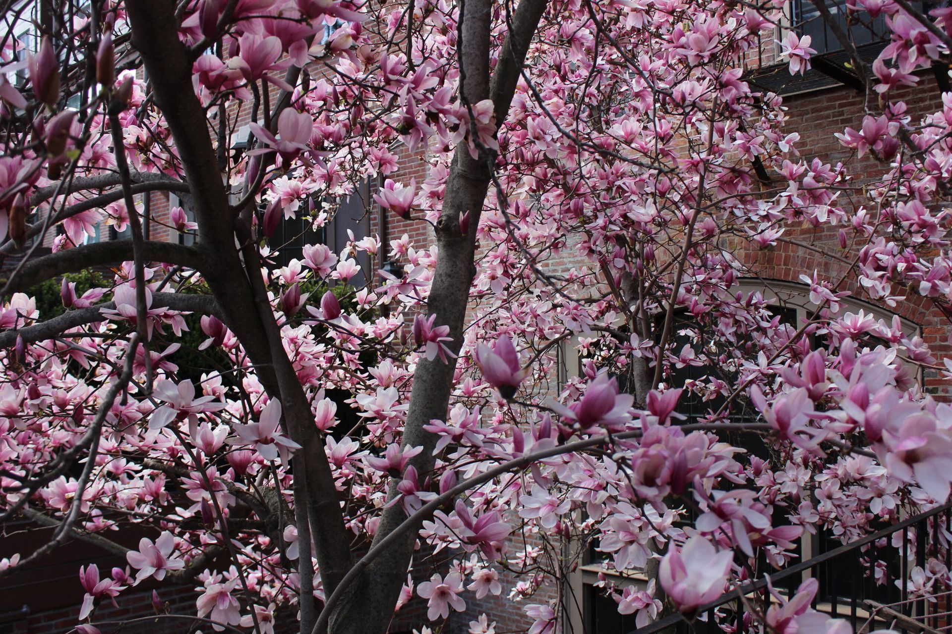 A magnolia tree in full bloom with abundant pink and white blossoms against a brick building backdrop.