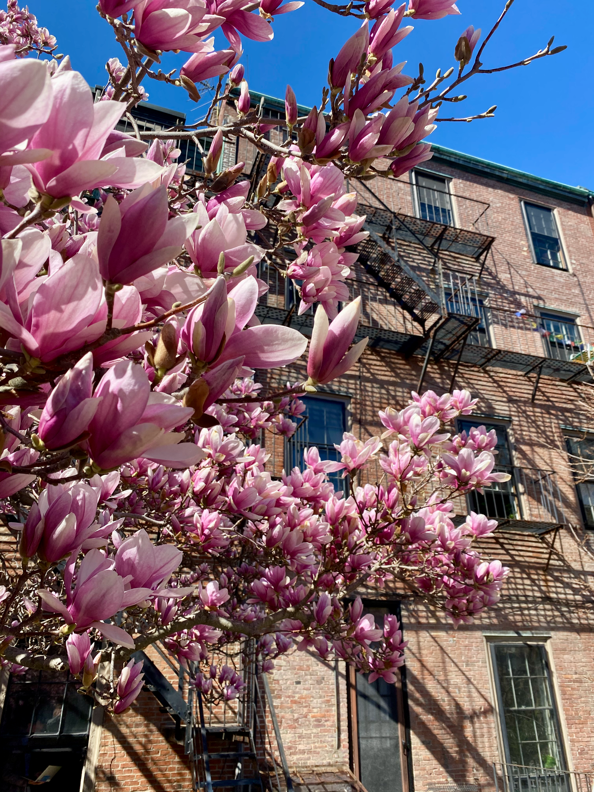 A vibrant pink magnolia tree in full bloom stands before a multi-story brick building with a black iron fire escape.