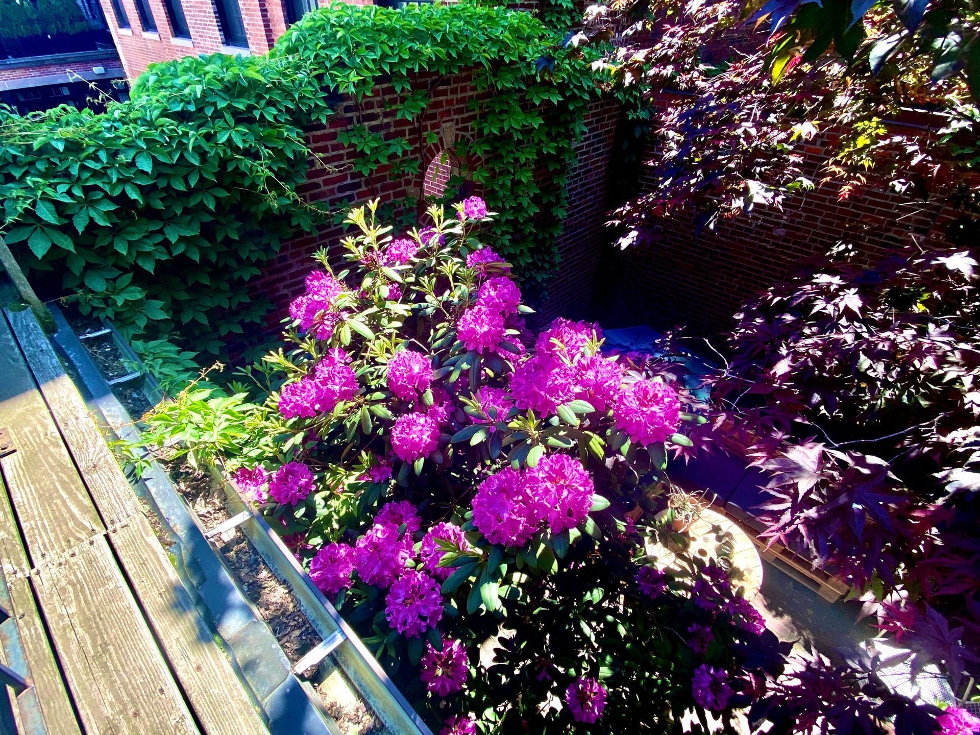 A view from the deck into the Courtyard, where a fuschia rhodendron blooms. Ivy covers a brick wall.