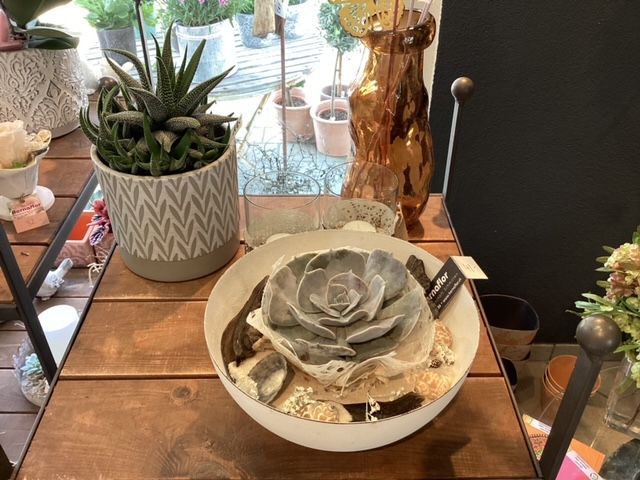 Auf einem Holztisch steht eine Schale mit Sukkulenten.