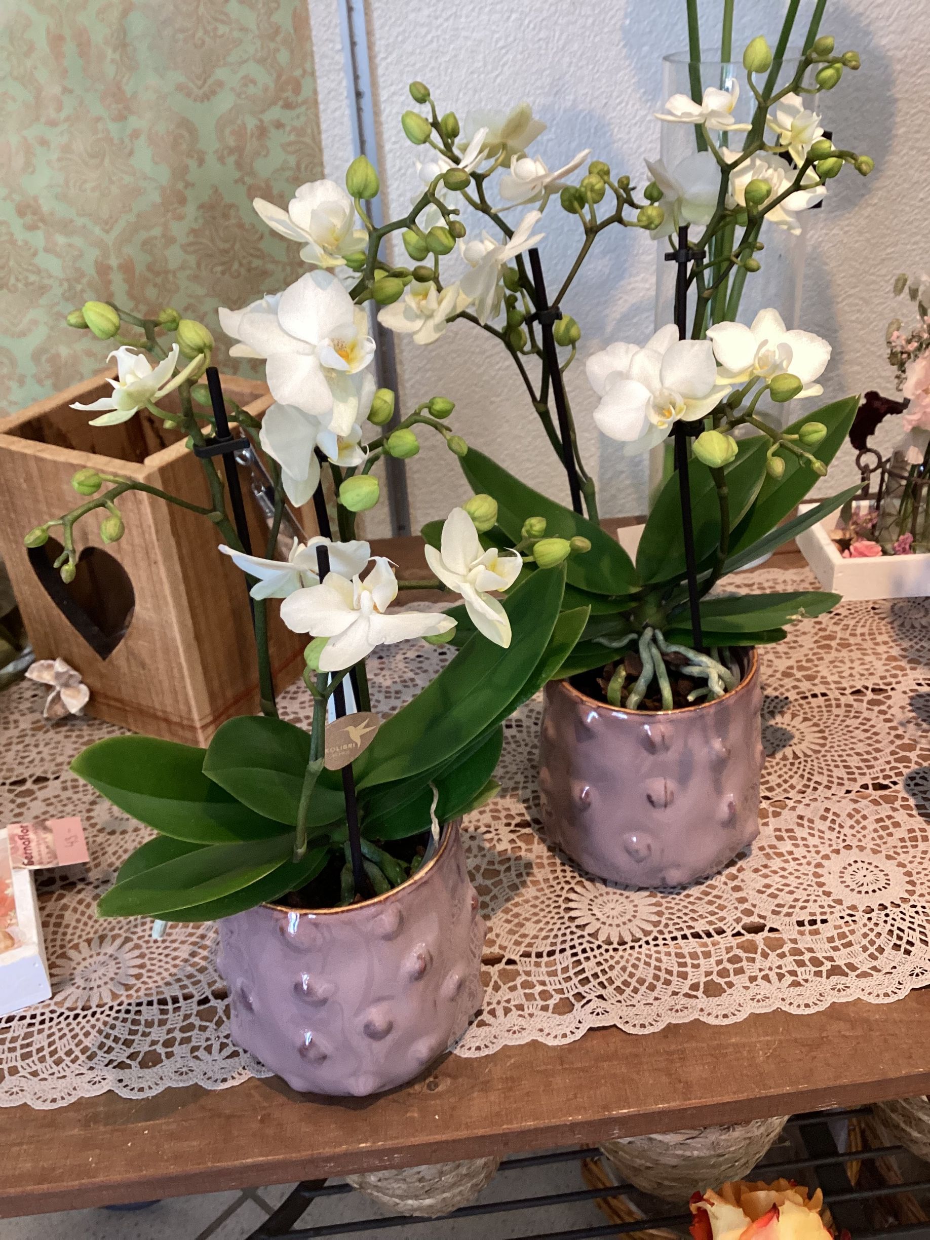 Zwei Orchideen in Töpfen stehen auf einem Holztisch.