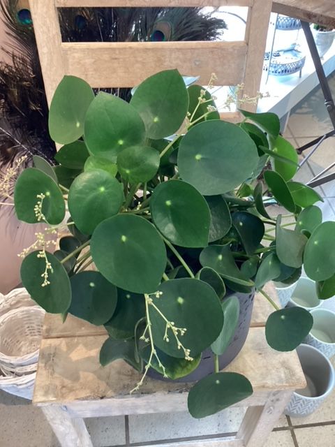 Auf einem Holzhocker steht eine Topfpflanze.