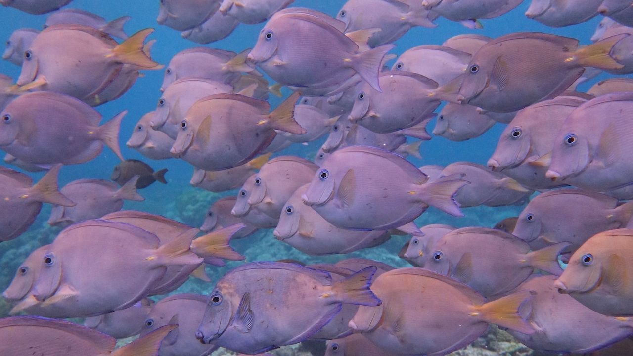 A large group of purple fish are swimming in the ocean.