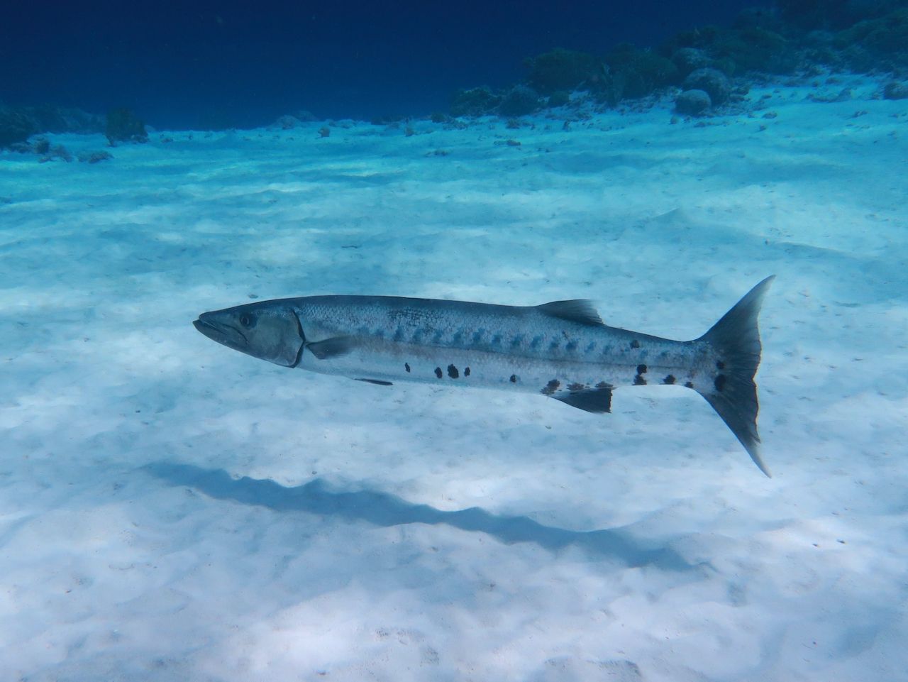 A large fish is swimming in the ocean.