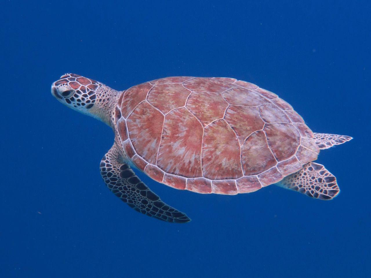 A sea turtle is swimming in the ocean