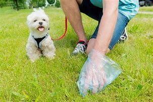Image of a woman picking up dog poo with a bag.