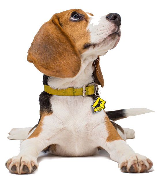 DogSafe Nashville Dog Fence Installation and Repair Contractor