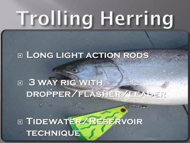 Trolling Herring for
