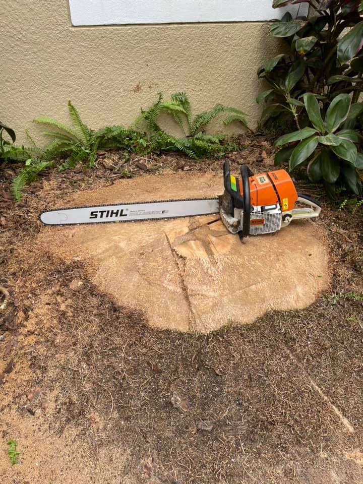 A chainsaw resting on a freshly cut tree stump in a yard with foliage and a light-colored building in the background.