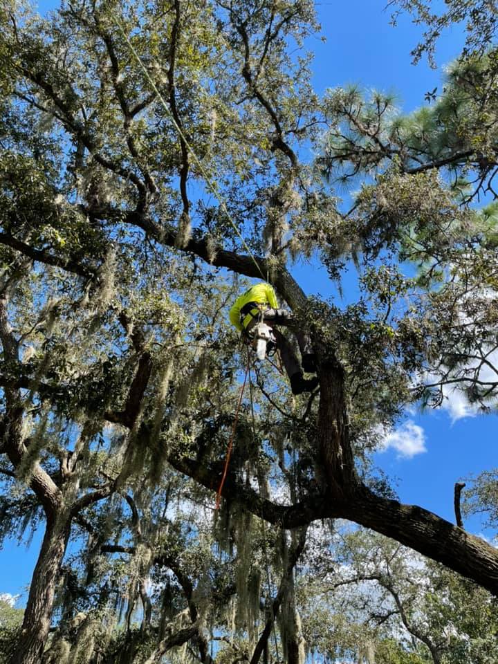 Tree Trimming | Orlando, FL | K&E Tree Service