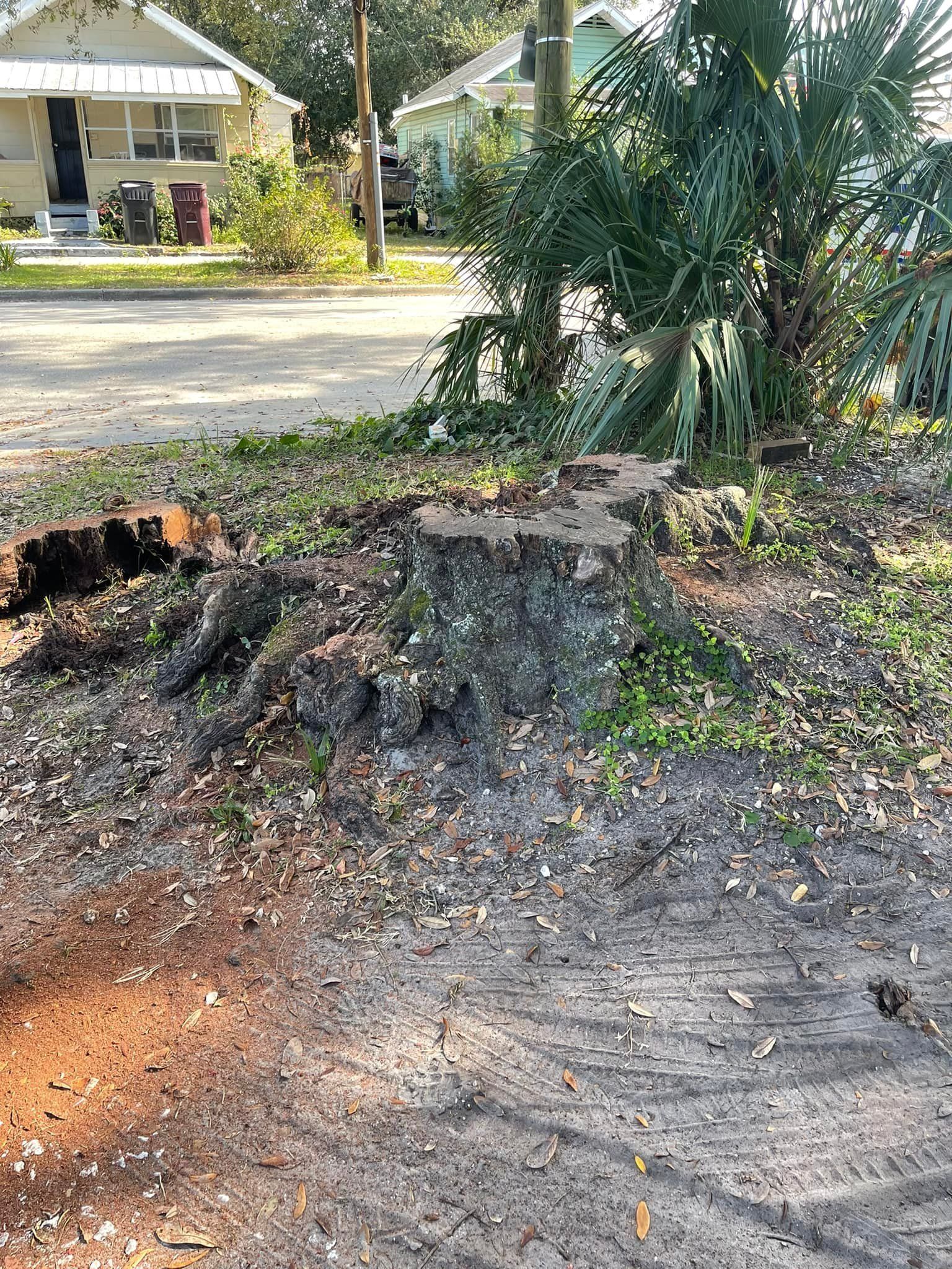 Tree stump in a sandy area with vegetation. Houses and road visible in the background.