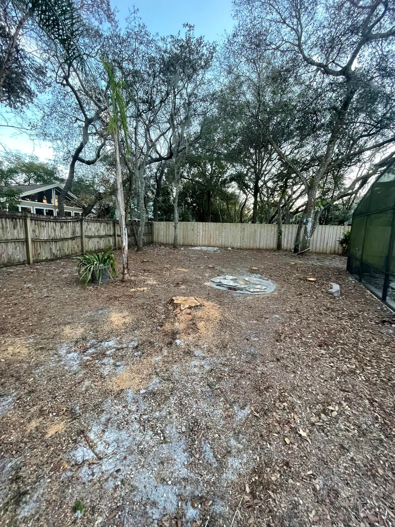 Backyard with scattered leaves, fence, trees, and a small plant.
