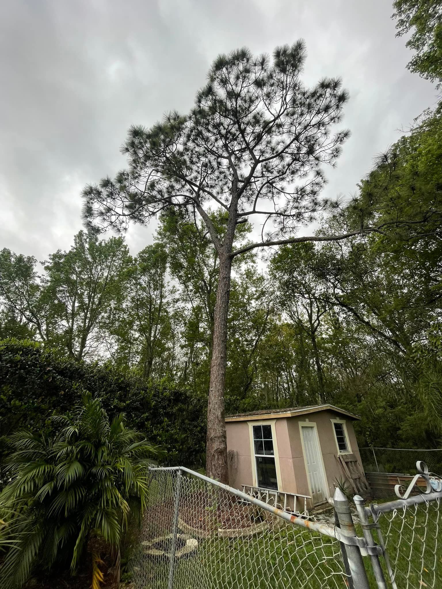 Emergency tree services | Orlando, FL | K&E Tree Service