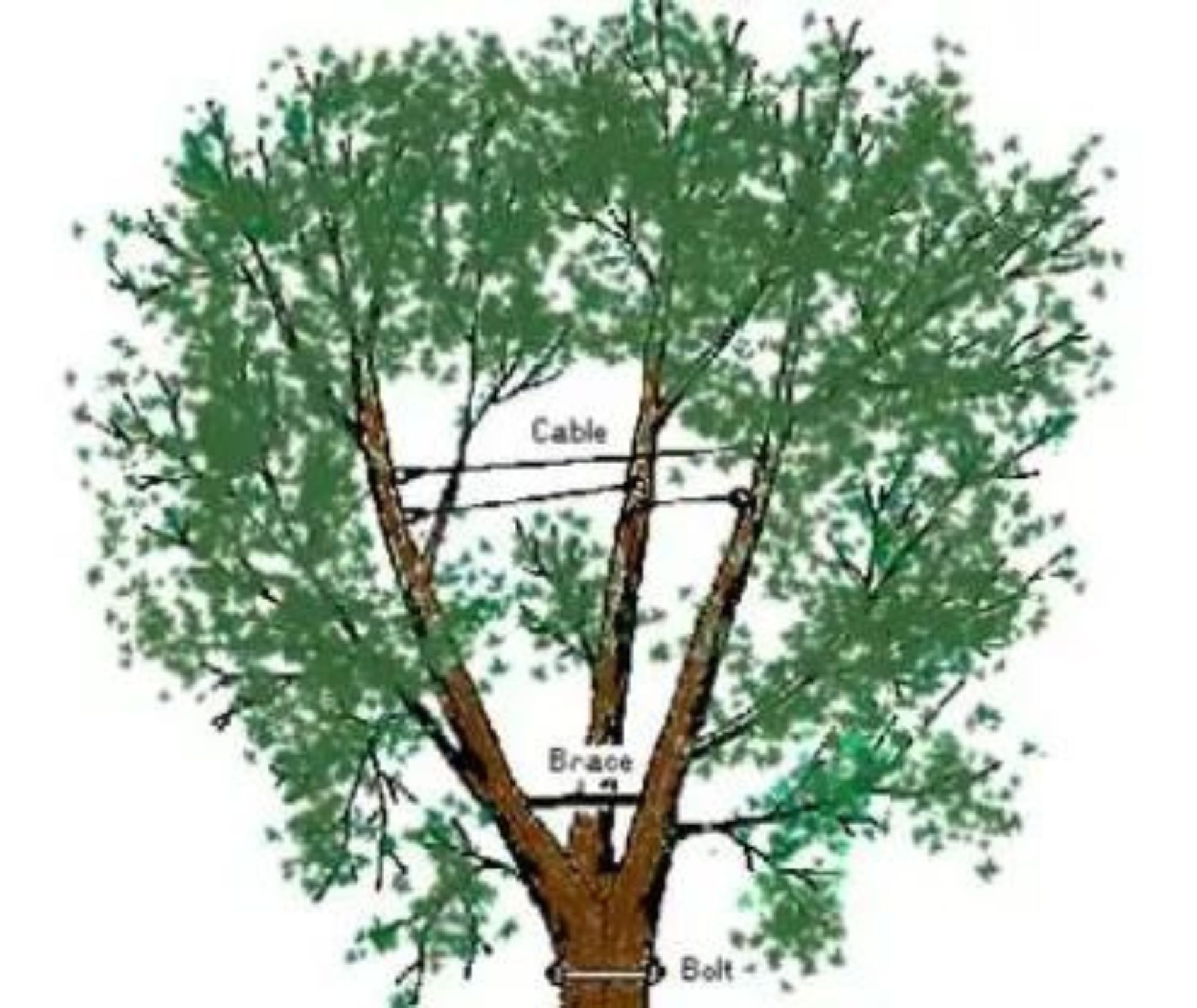 Diagram of a tree with cables, braces, and bolts for structural support.