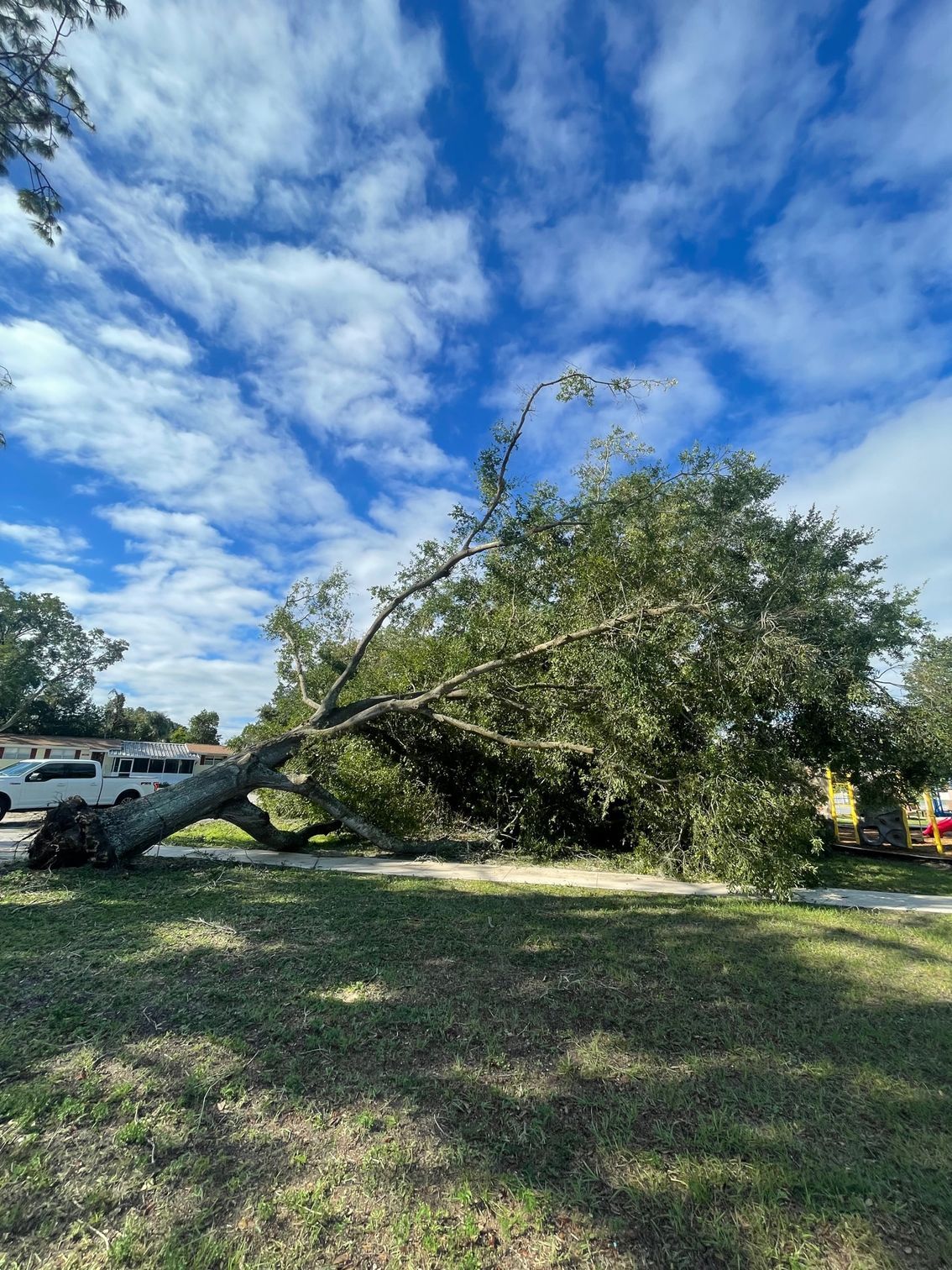 A large tree lying on the ground, with green leaves, under a cloudy blue sky.