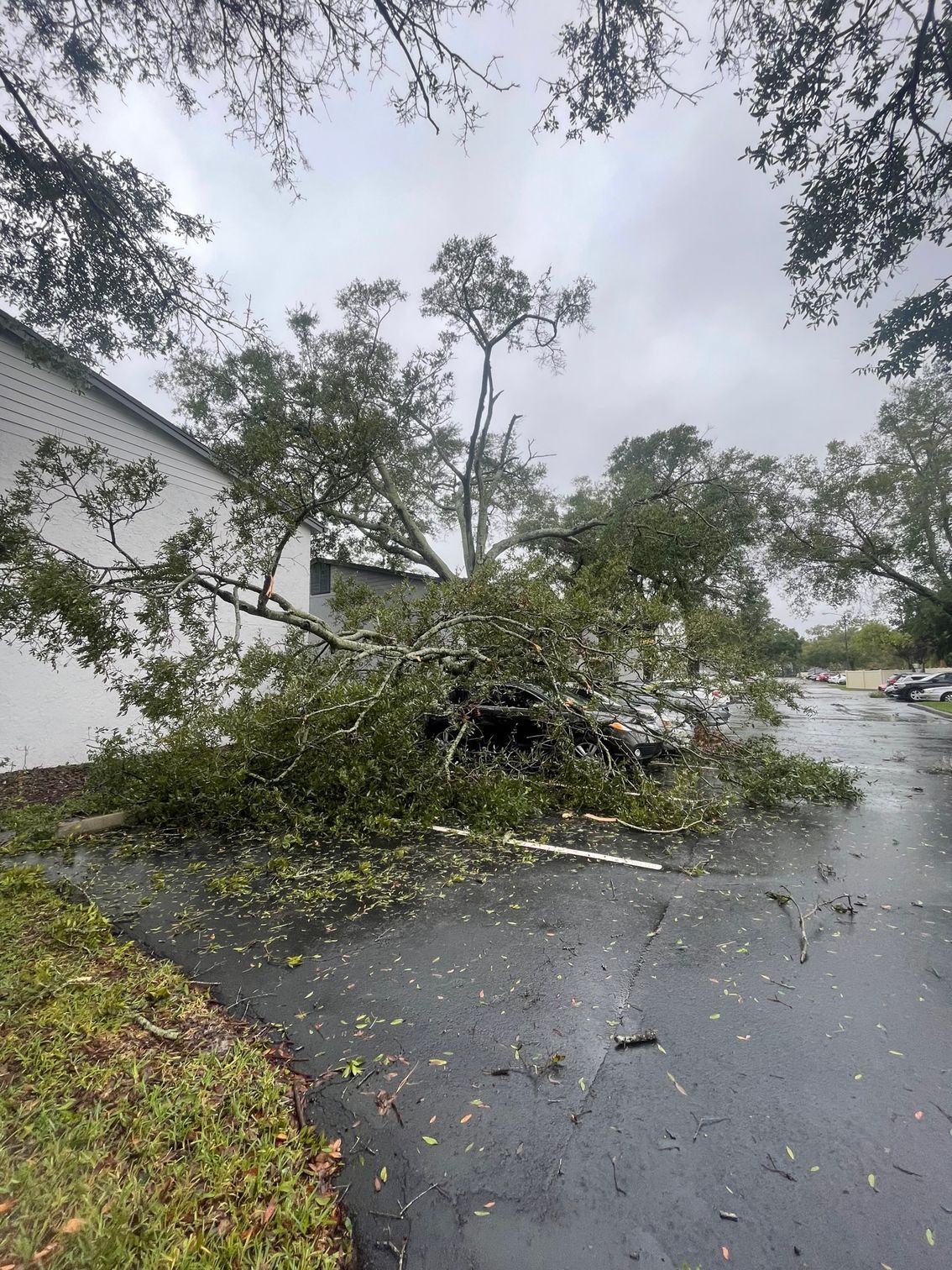 Emergency tree service | Orlando, FL | K & E Tree Service