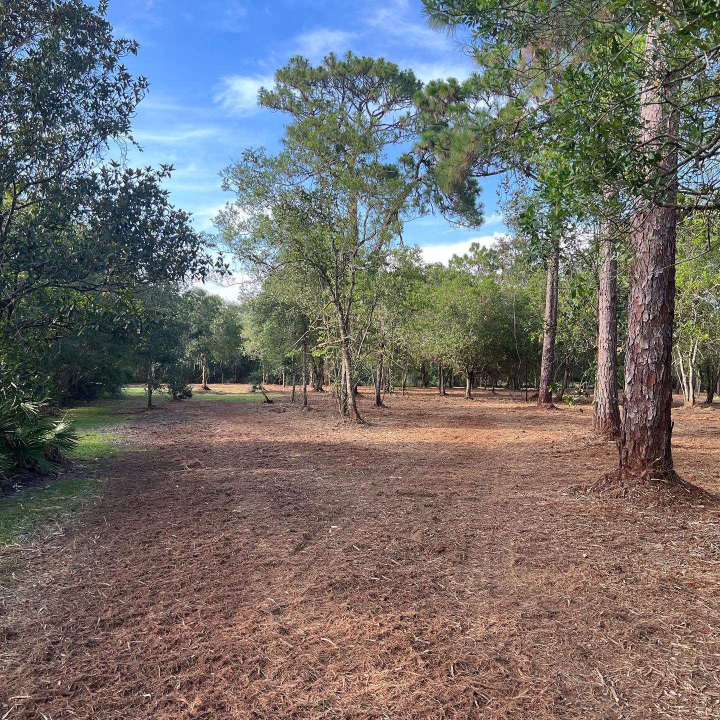 Land Clearing | Orlando, FL | K&E Tree Service