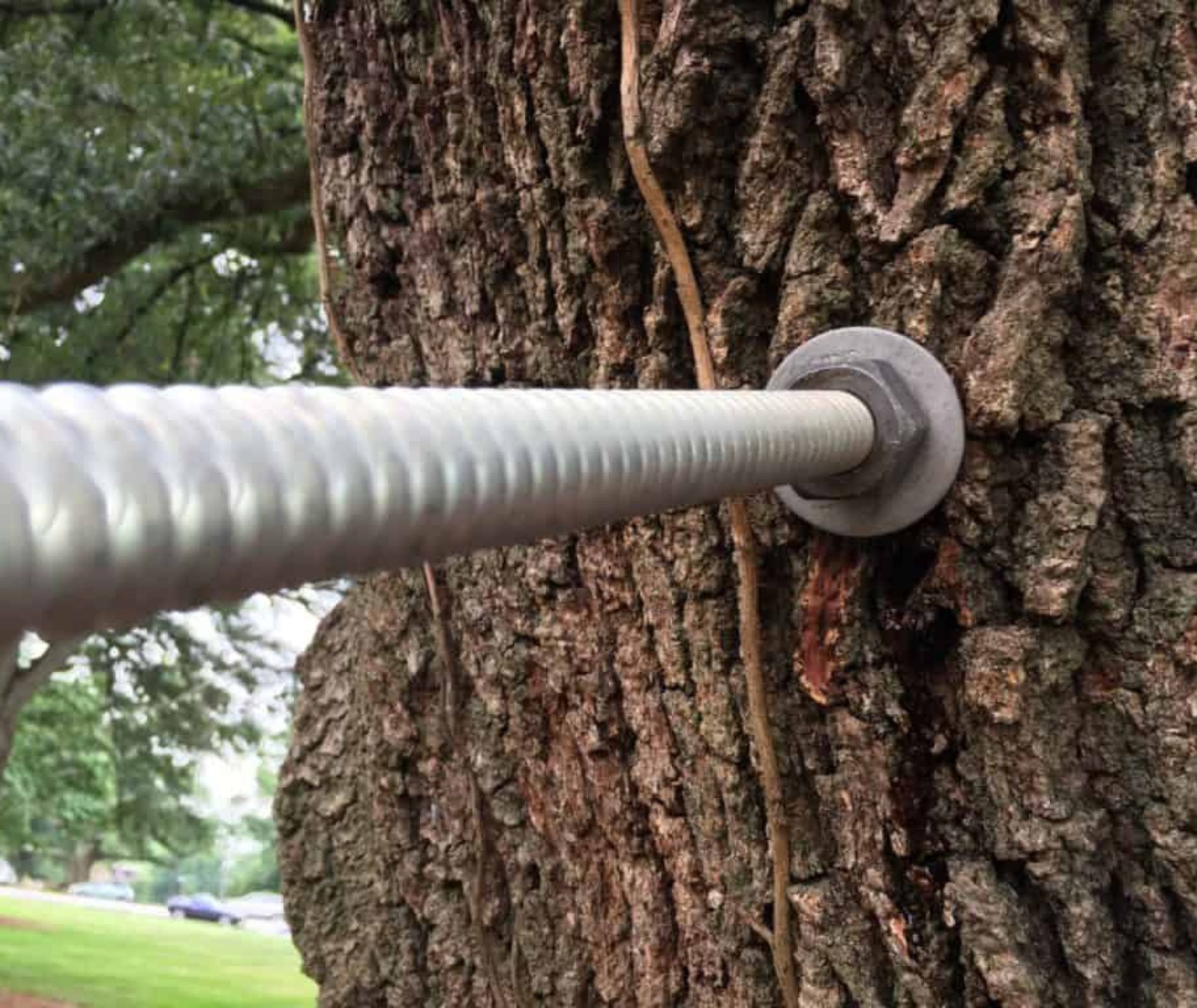 Cable Bracing | Orlando, FL | K&E Tree Service