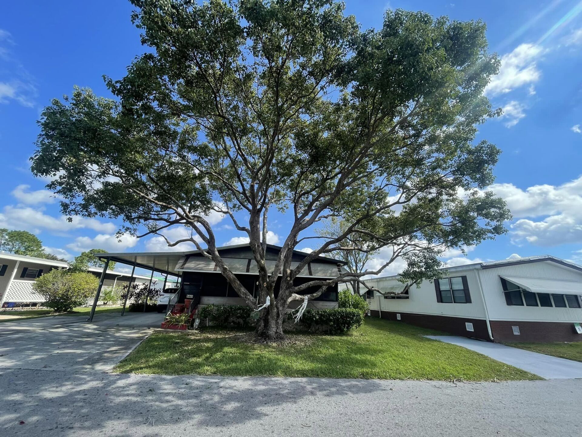 Tree Trimming | Orlando, FL | K&E Tree Service
