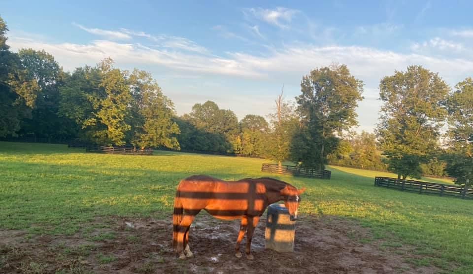 A horse is standing in a field next to a barrel.